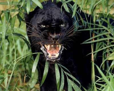 black leopard lion panther