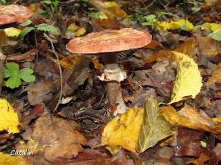 Agaricus porphyrizon IMG14474