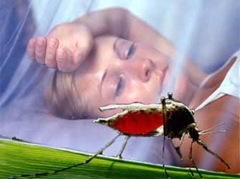 malaria malaria