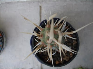 Tephrocactus articulatus papyracanthus, cactus, espinas de papel