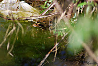 Rana verde común