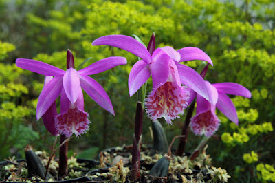 Pleione orchid care and culture