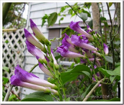11-18-garlic-vine