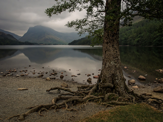 Photo of tree roots and reflections in Lake Buttermere