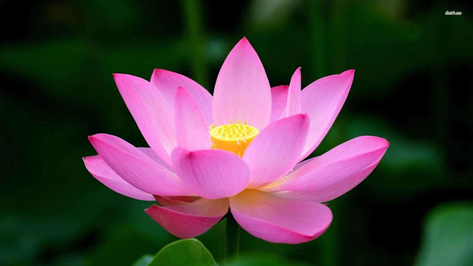 পদ্ম ফুলের ছবি,পিকচার ডাউনলোড    -পদ্ম ফুলের ছবি, পিকচার ডাউনলোড - Lotus flower NeotericIT.com