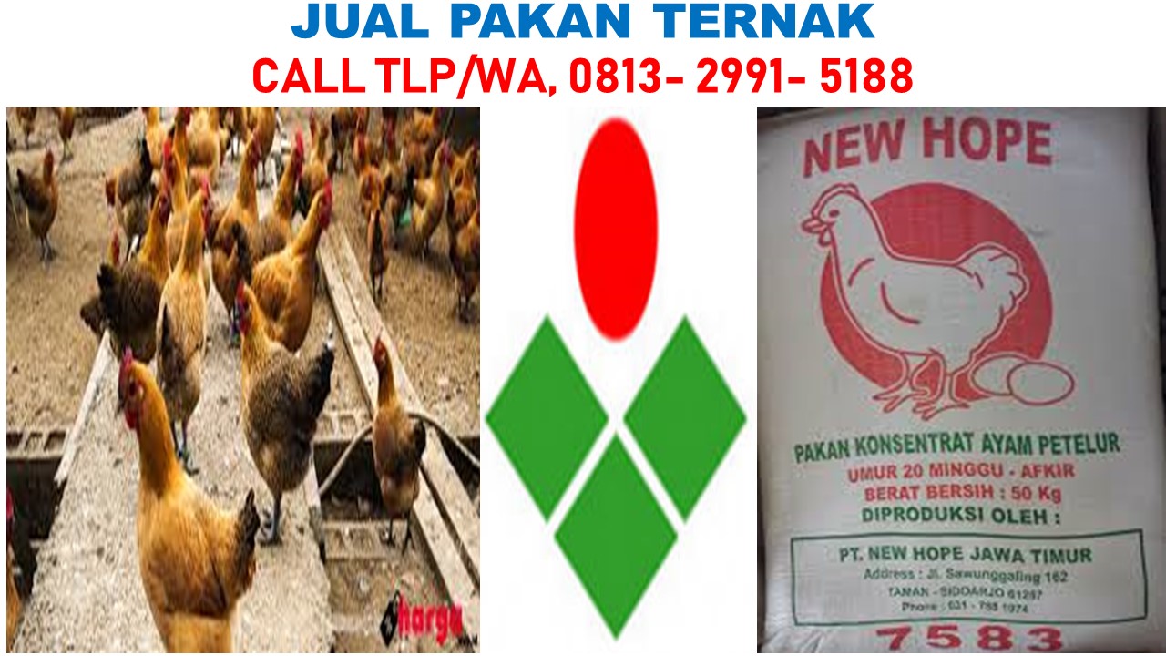 Pakan Ayam  Broiler  Biar Cepat Besar Tlp sms WA 0813 2991 