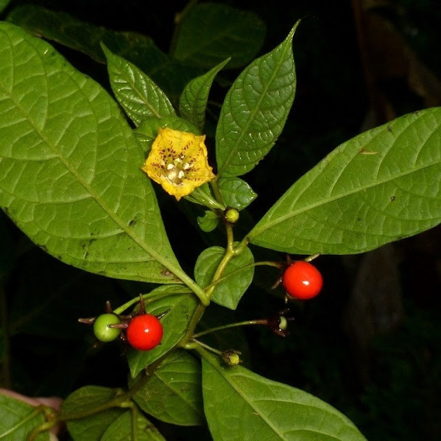 Capsicum geminifolium
