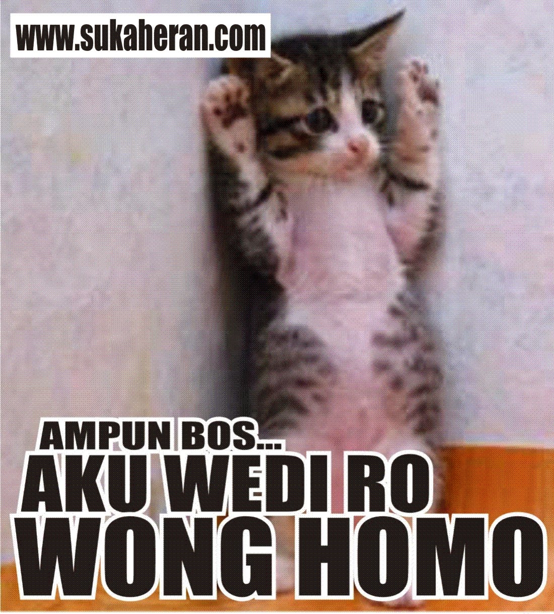 Gambar Lucu Kucing Bahasa Jawa Keren Dan Kocak Update Status