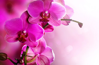 HD FLOWERS IMAGES COLLECTIONS  71