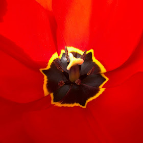 Chez Maximka, spring flowers