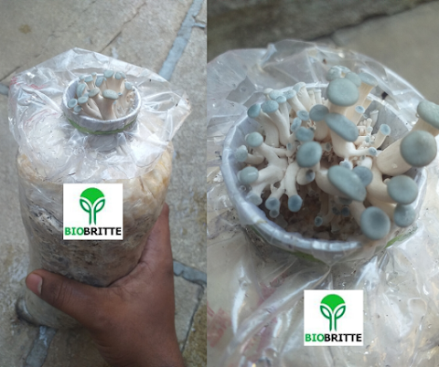 Mushroom Training Center Dapoli | Mushroom spawn supplier | Mushroom Training