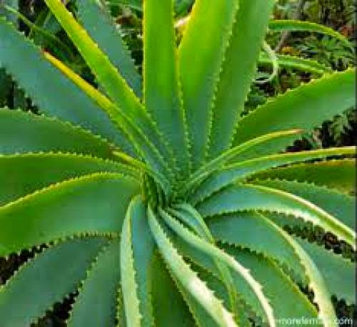 Magic Aloe Vera