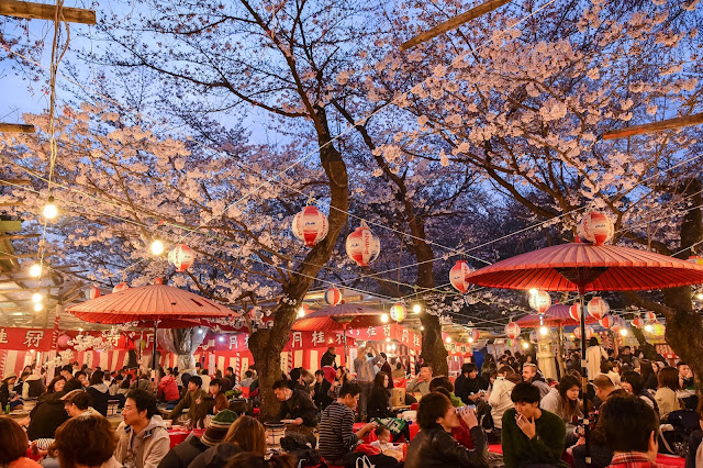 日本京都平野神社櫻花