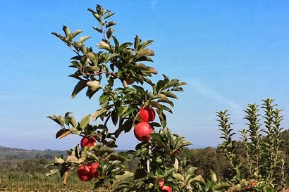 Apple Tree