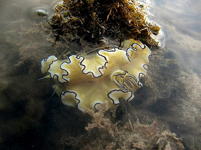 Nudibranch, Glossodoris atromarginata