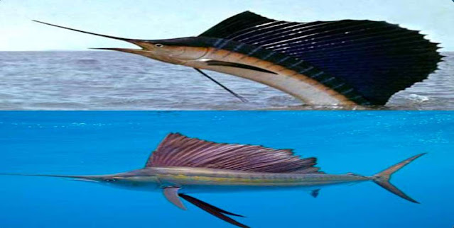 What is the fastest known marine animal?