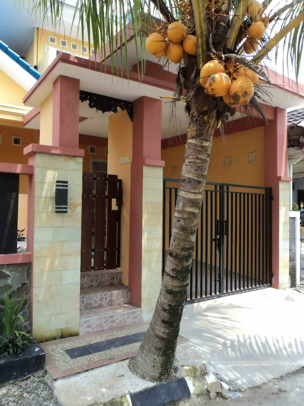 TERAS ALAM pohon kelapa gading  jual pohon kelapa gading  