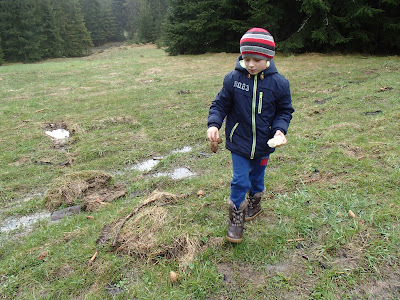 grzyby 2017, grzyby w kwietniu, grzyby wiosenne, smardze na Orawie