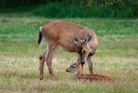 Columbian Black-tailed Deer Doe and Fawn, Salt Creek Campground