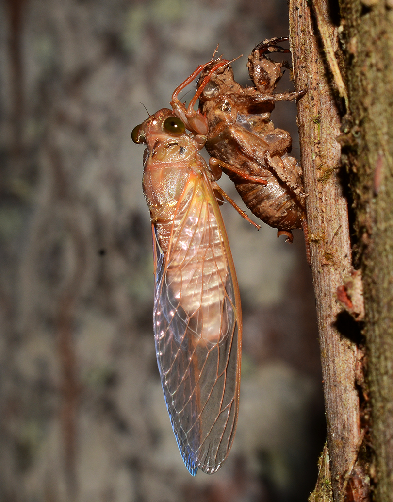 Freshly molted cicada drying its wings on its discarded skin