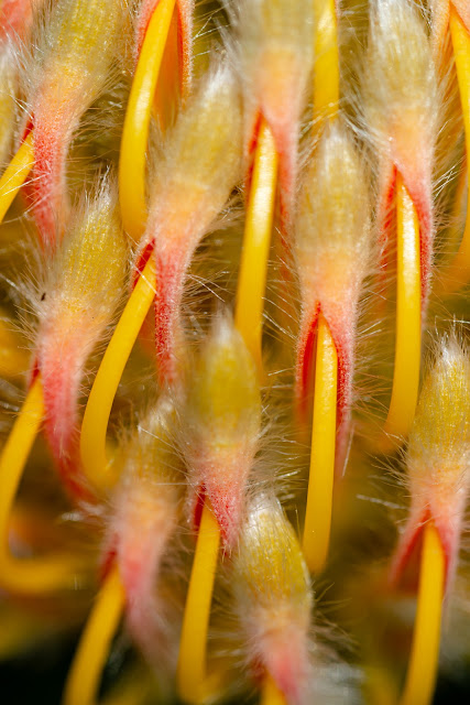 Pincushion Protea Leucospermum Flower Macro