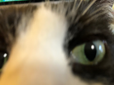 extreme close up of black and white cat's face