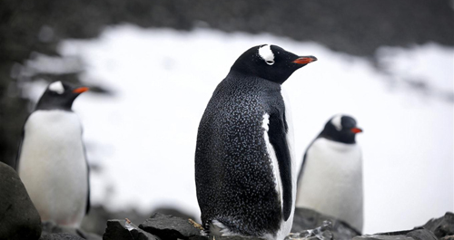 colonia de pingüinos en islas 25 de mayo antártida argentina
