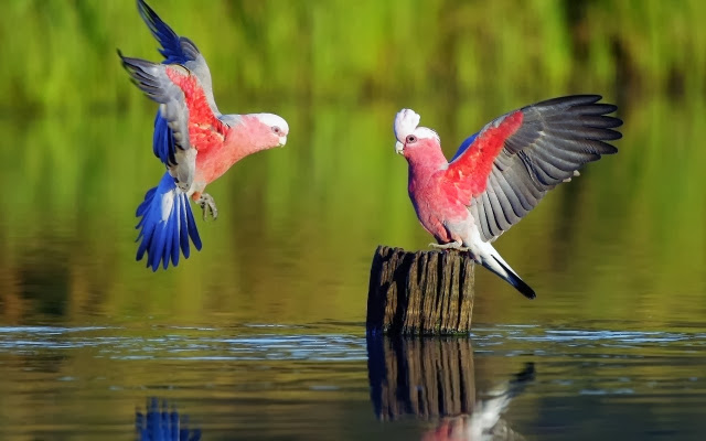 Beautiful Birds Wallpapers