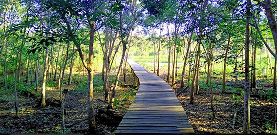 Jembatan Kayu di Hutan Taman Nasional Danau Sentarum