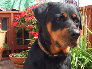 A picture of my Rottweiler Jesse