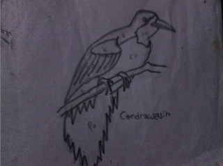 sketsa burung cendrawasih