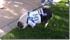 pigs for emmer