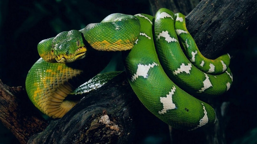 Snake on Tree hd wallpaper