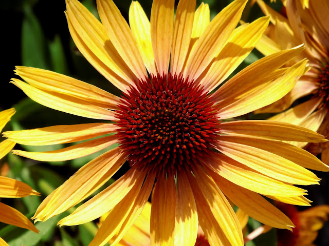 echinacea czyli jeżówka