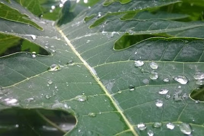 Manfaat Daun Pepaya Yang Sudah Renta Untuk Menghilangkan Jerawat