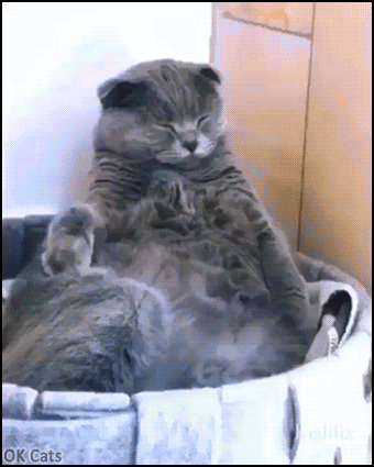 Creepy Cat GIF • OMG! Cat trying not to fall asleep but suddenly his head goes back [ok-cats.com]