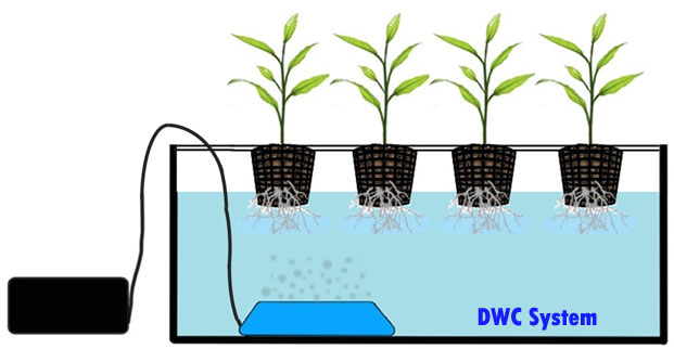 Simple Deep Water Culture Hydroponics System at home