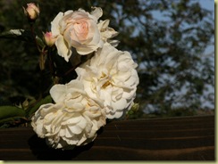 DSCF0596