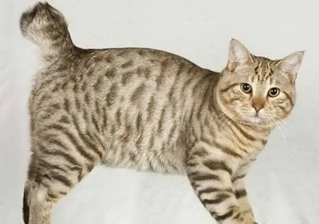 Top 10 biggest Domestic Cat Breeds in the World