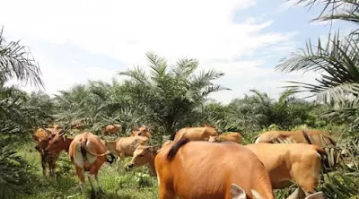 virus mirp HIV menjangkiti ratusan ekor sapi di Jambi