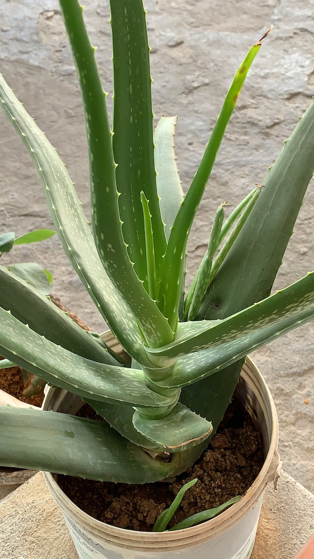 Manfaat Alovera (Lidah Buaya) Bagi Kesehatan Rambut