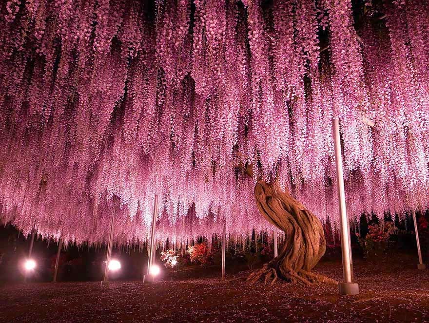 #2. The 144-year-old Wisteria in Japan - 16 Of The Most Magnificent Trees In The World.