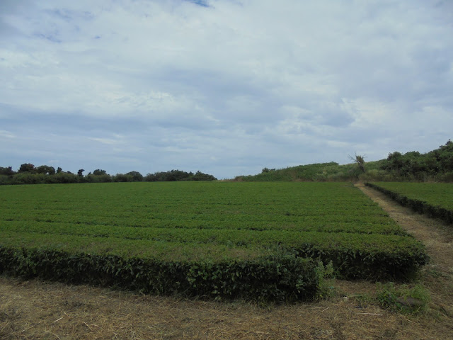 つぼかめ山の茶畑