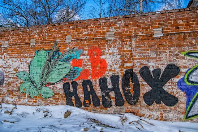 Подорожник на кирпичной стене
