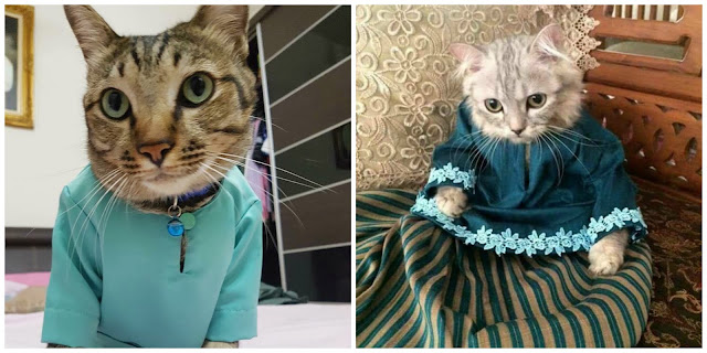 Gambar  Bila Meow Berhari Raya - Kongxie  Kongsi Artikel 