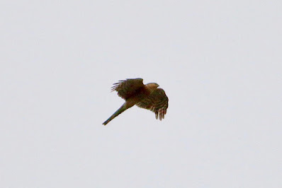 "Eurasian Sparrowhawk (Accipiter nisus) in flight. Compact raptor with short wings and a long tail, displaying distinctive gray-brown plumage. Yellow eyes and sharp, hooked beak are prominent features."