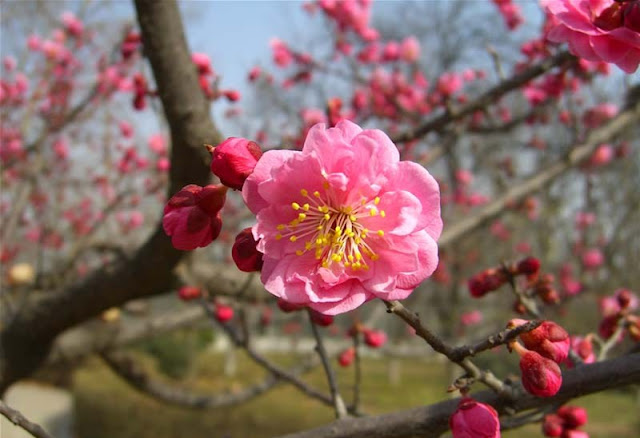 Plum Flowers