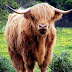 Mengenal Sapi Highland  Berambut Fluffy Asal Skotlandia