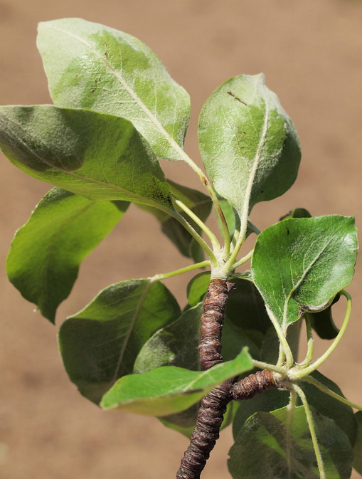 Груша австрийская (Pyrus austriaca)