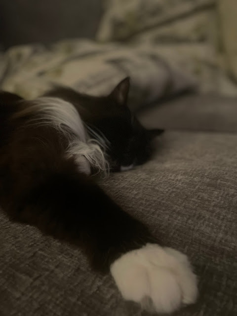 A close up of moosey sleeping on his side on the living room couch with his right paw stretched out in front of him. he looks so sweet and innocent.